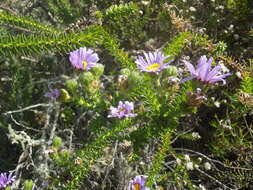 Image of Dune daisy