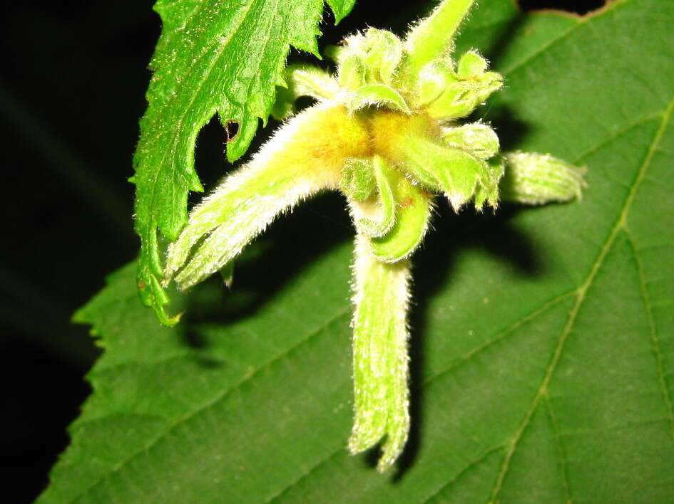 Image of Corylus sieboldiana Blume