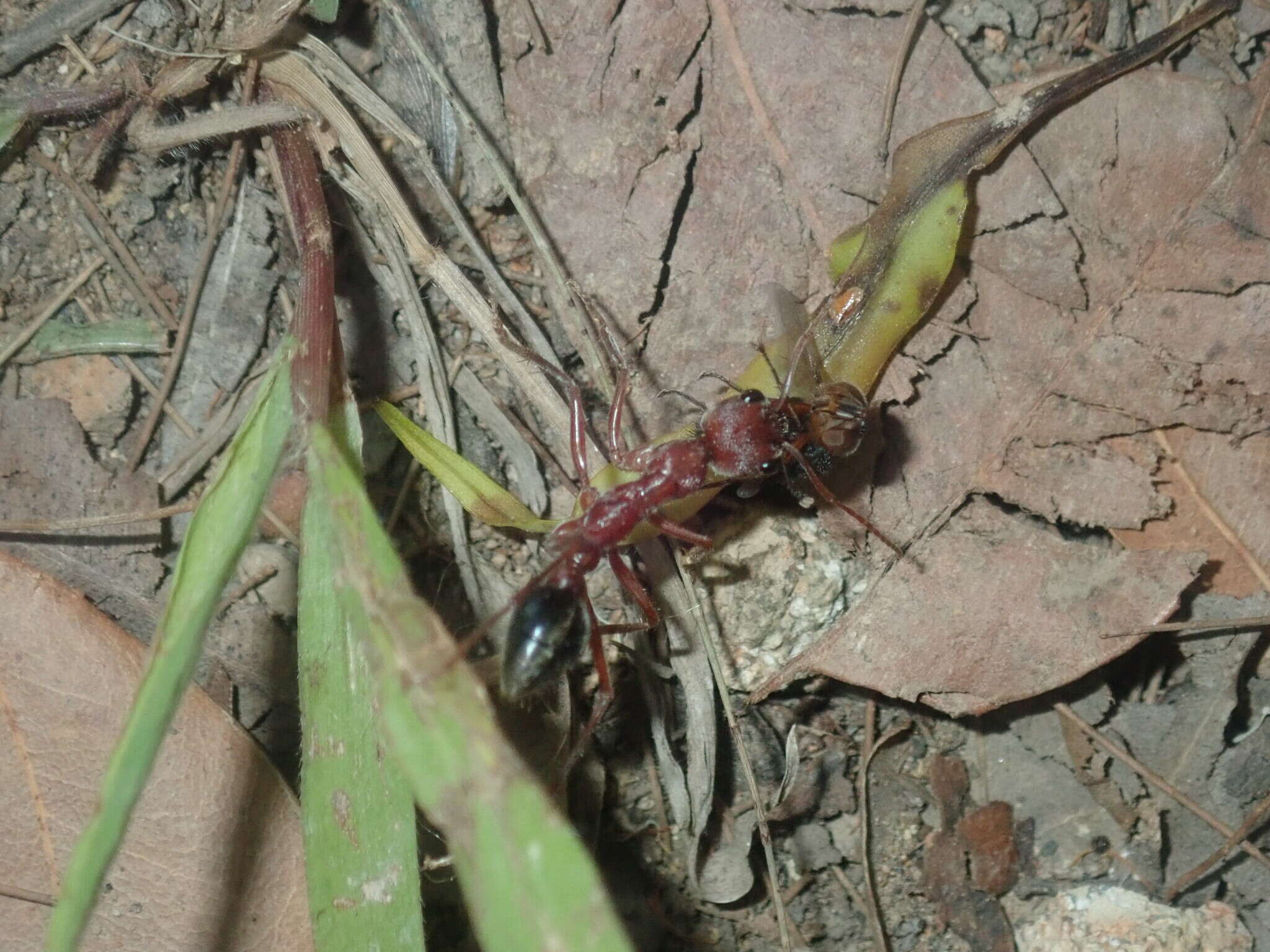 Image of Myrmecia comata Clark 1951