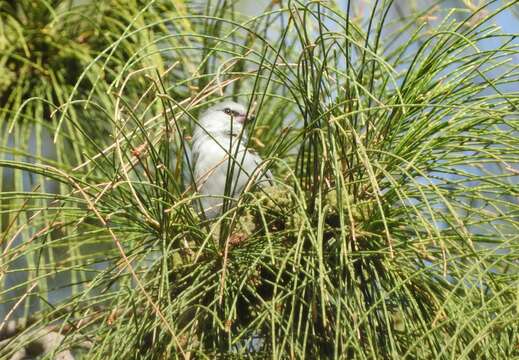 Image of Lavender Waxbill