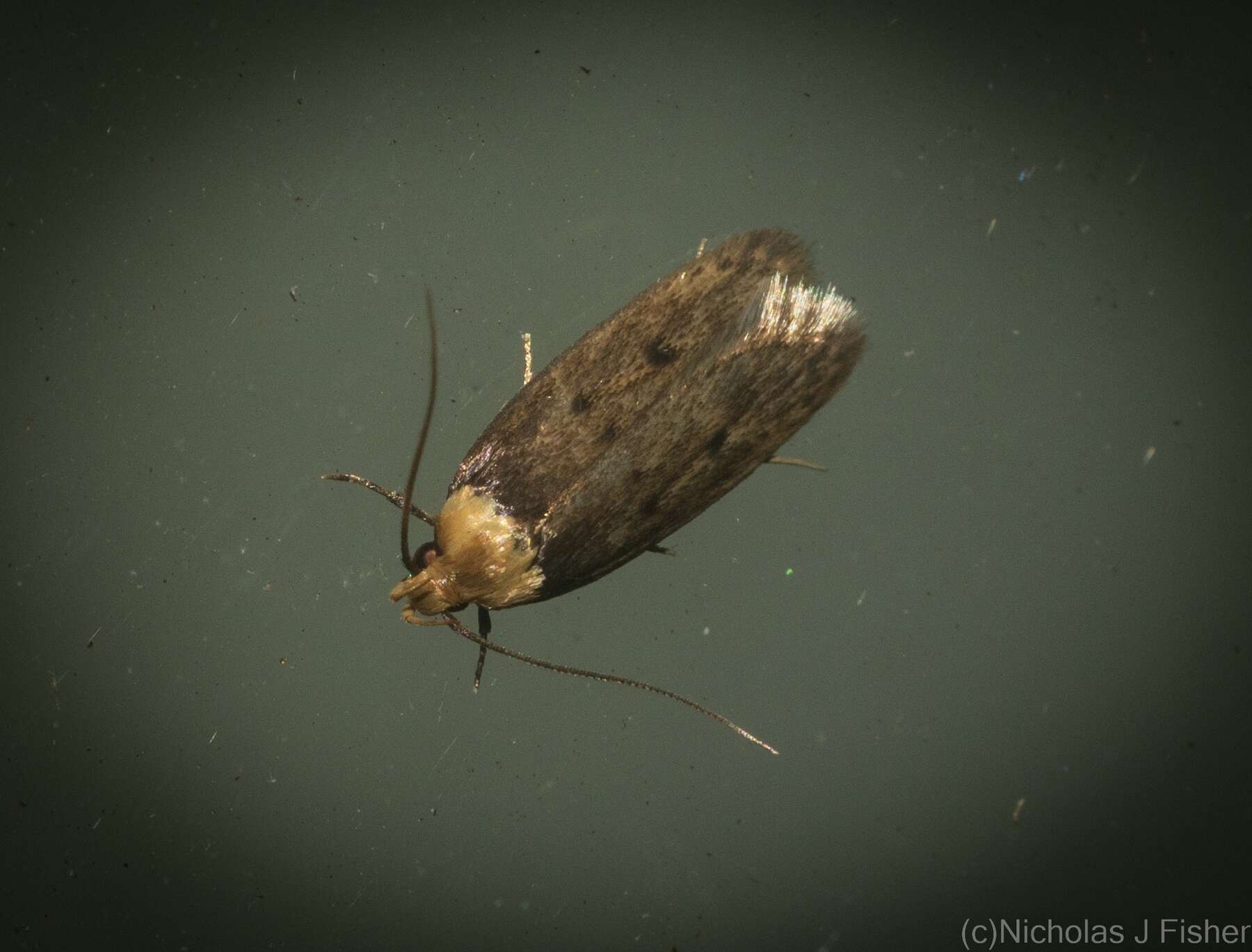 Image de Mimobrachyoma maculifera Lower 1899