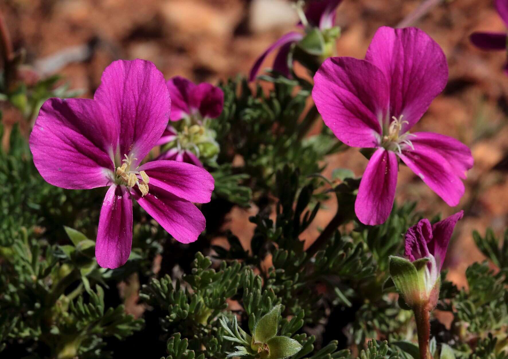 Image of Pelargonium sericifolium J. J. A. Van der Walt