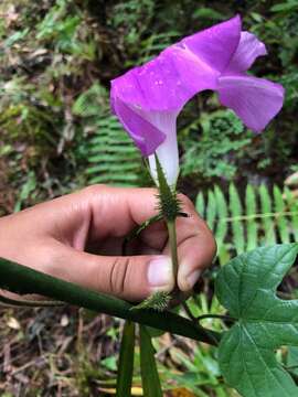 Plancia ëd Ipomoea silvicola House