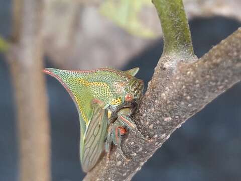 Image of Thorn Treehopper