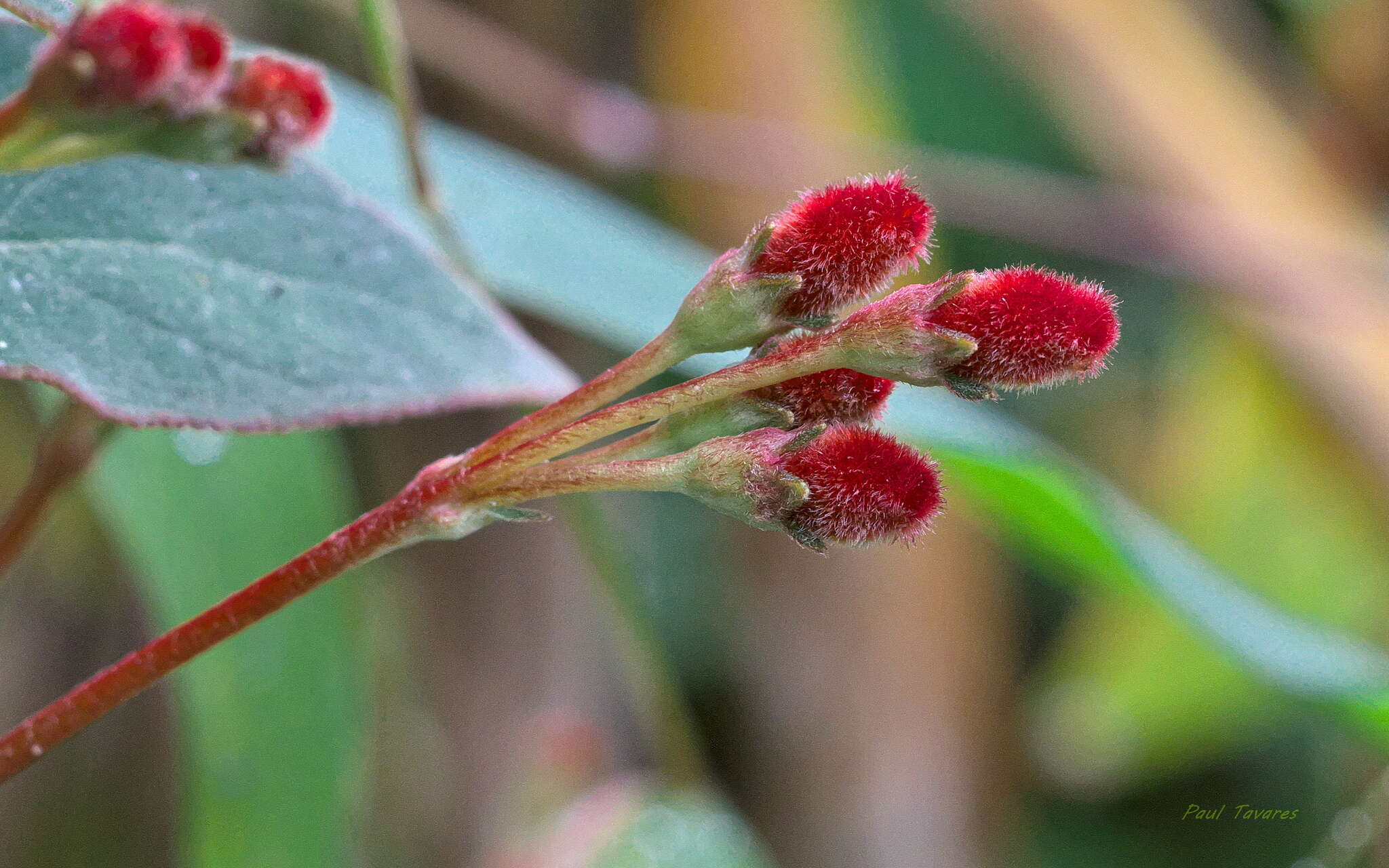 Image of Kohleria trianae (Regel) Hanst.