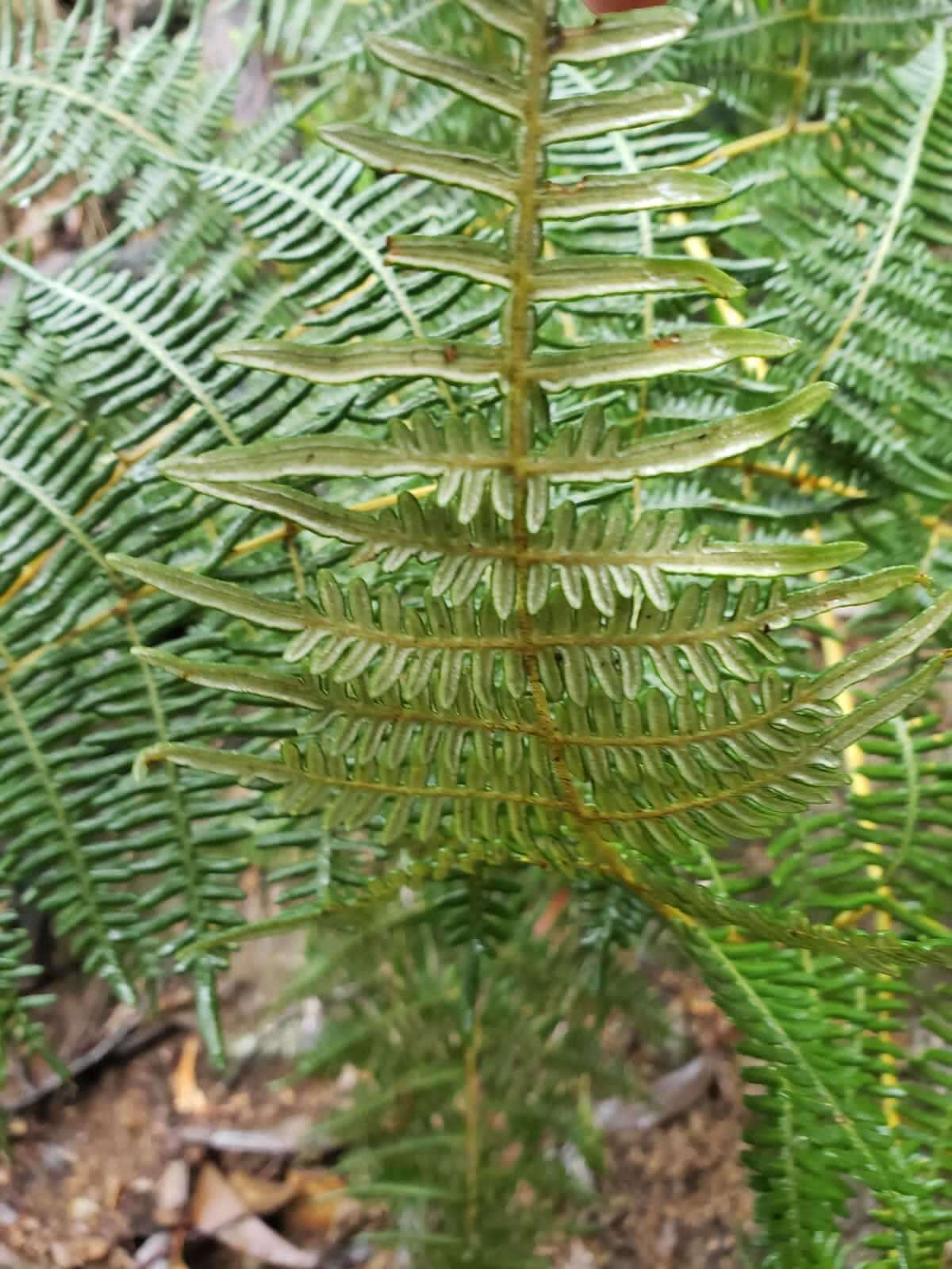 Слика од Pteridium arachnoideum (Kaulf.) Maxon