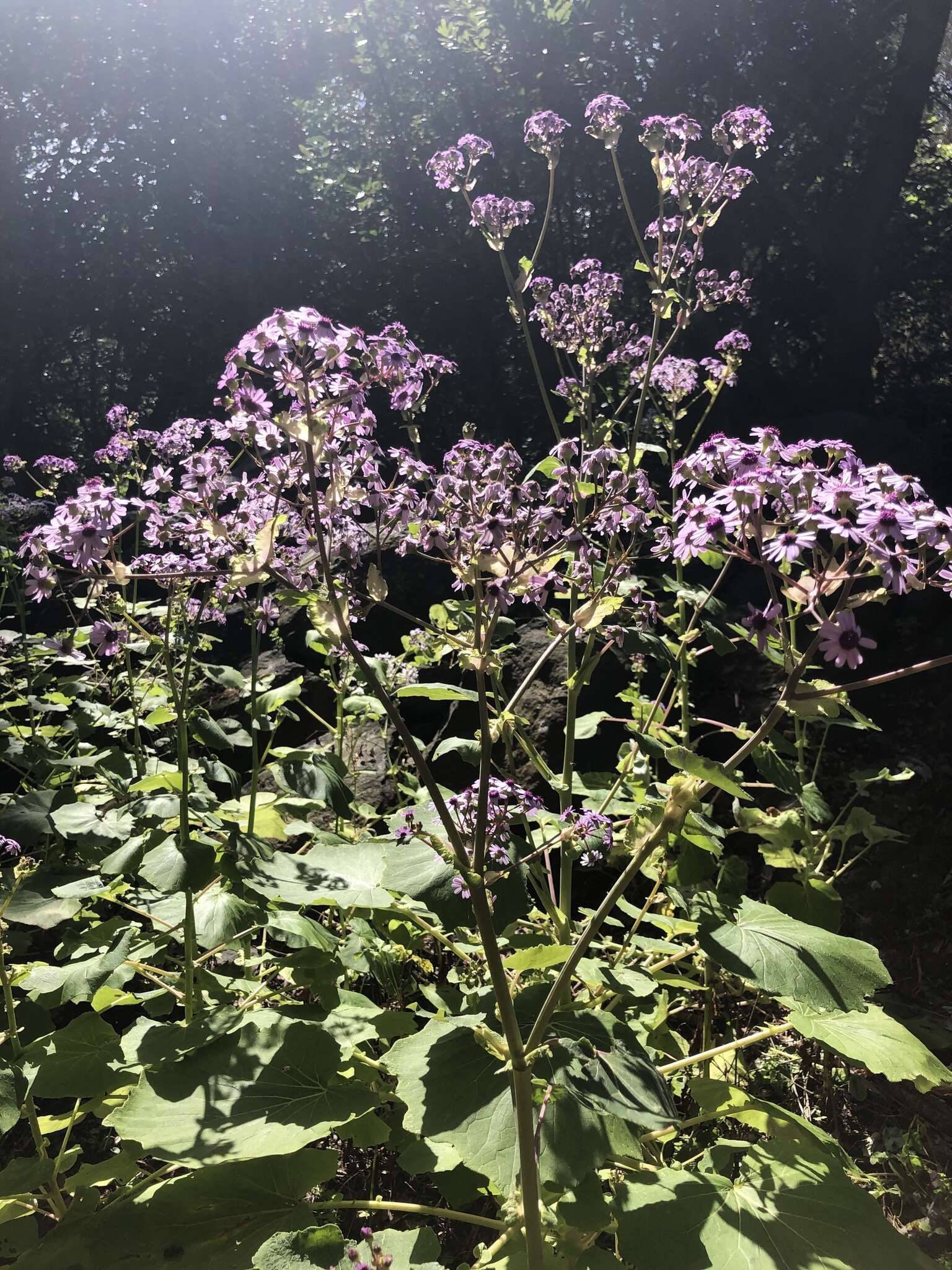 Image of Pericallis webbii (Sch. Bip.) C. Bolle