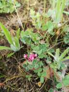 Plancia ëd Trifolium pauciflorum d'Urv.