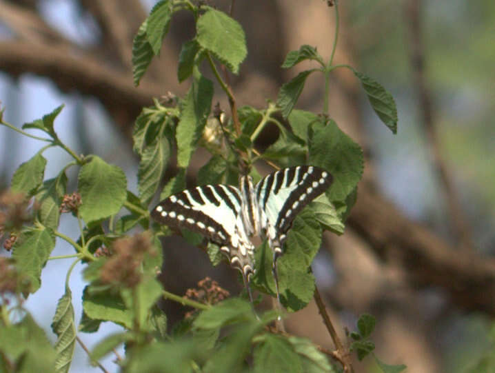 Слика од Graphium nomius (Esper 1798)