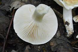 Image of Hygrophorus arbustivus Fr. 1836