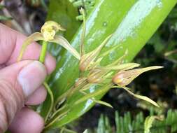 Image of Maxillaria montezumae (Arévalo & Christenson) Molinari