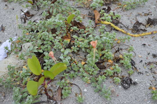 Image of seabeach evening primrose