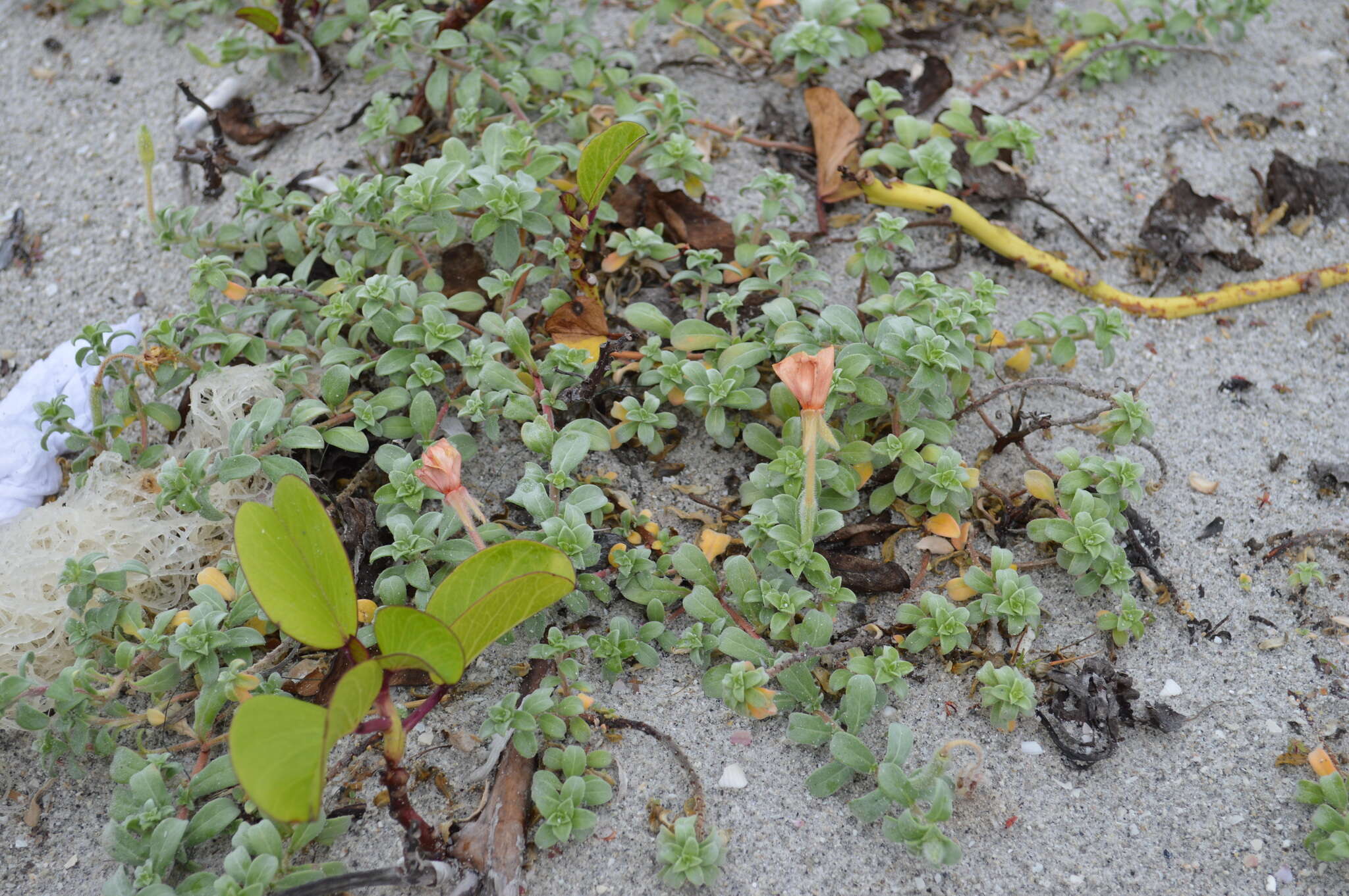 Oenothera humifusa Nutt. resmi