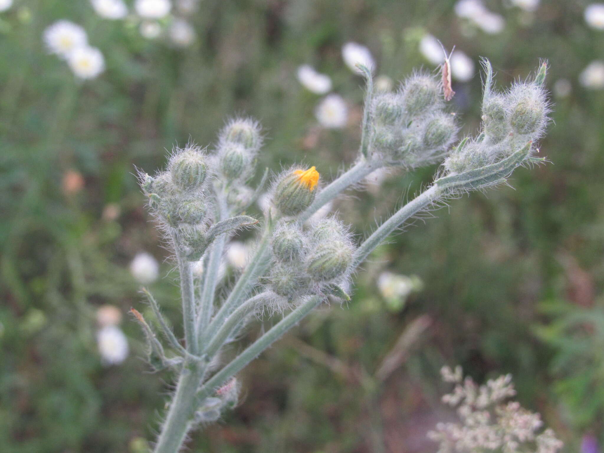 Image of Pilosella echioides (Lumn.) Sch. Bip., F. W. Schultz & Sch. Bip.