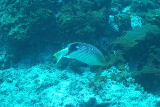 Bodianus loxozonus (Snyder 1908) resmi