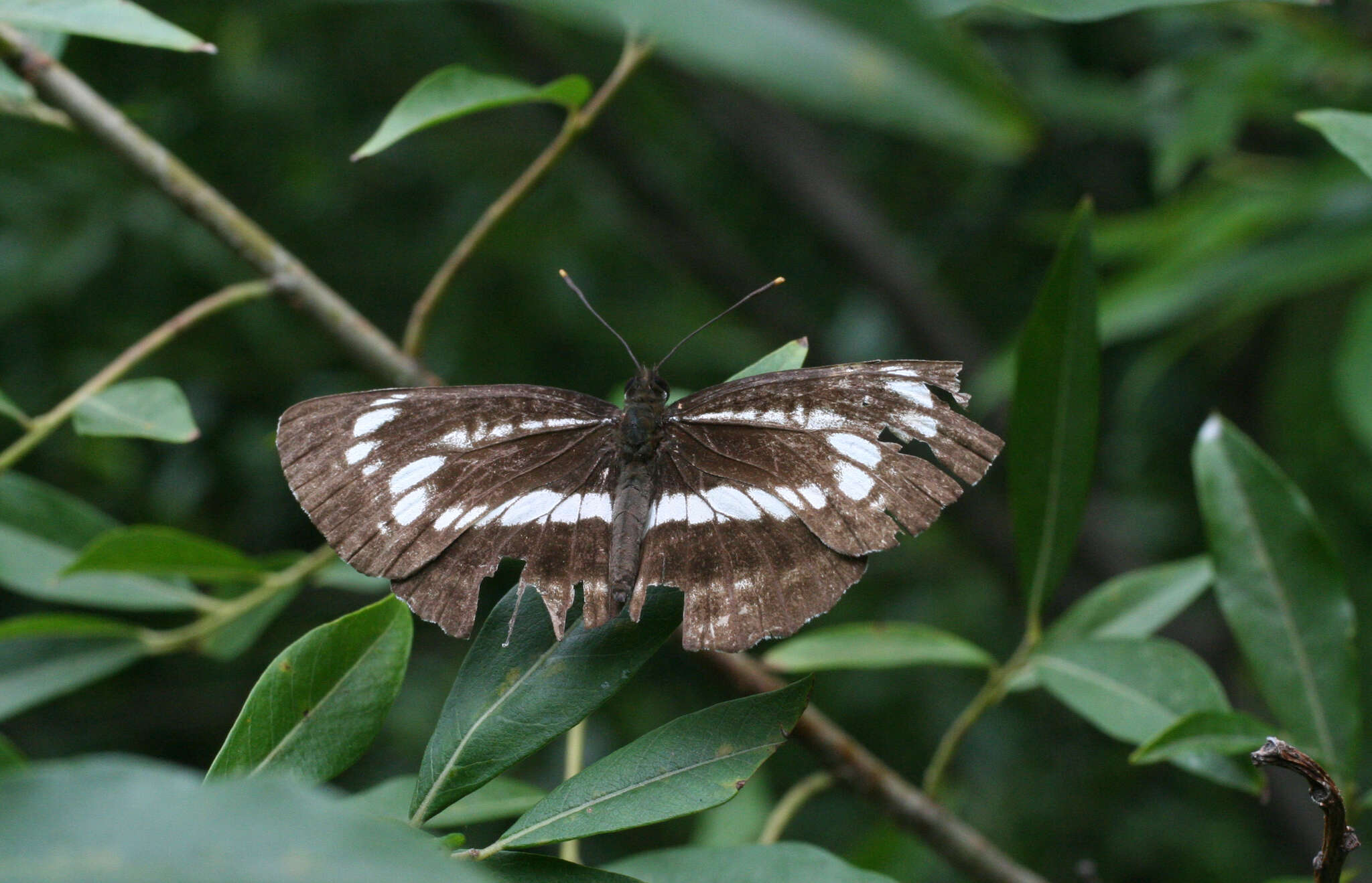 Image of <i>Neptis andetria</i>