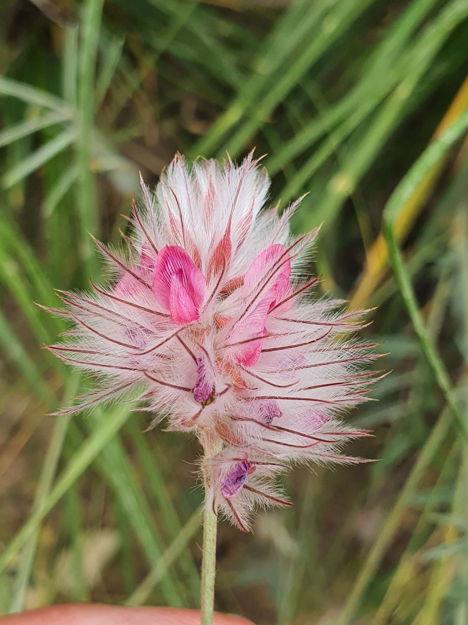 Sivun Ebenus pinnata Aiton kuva