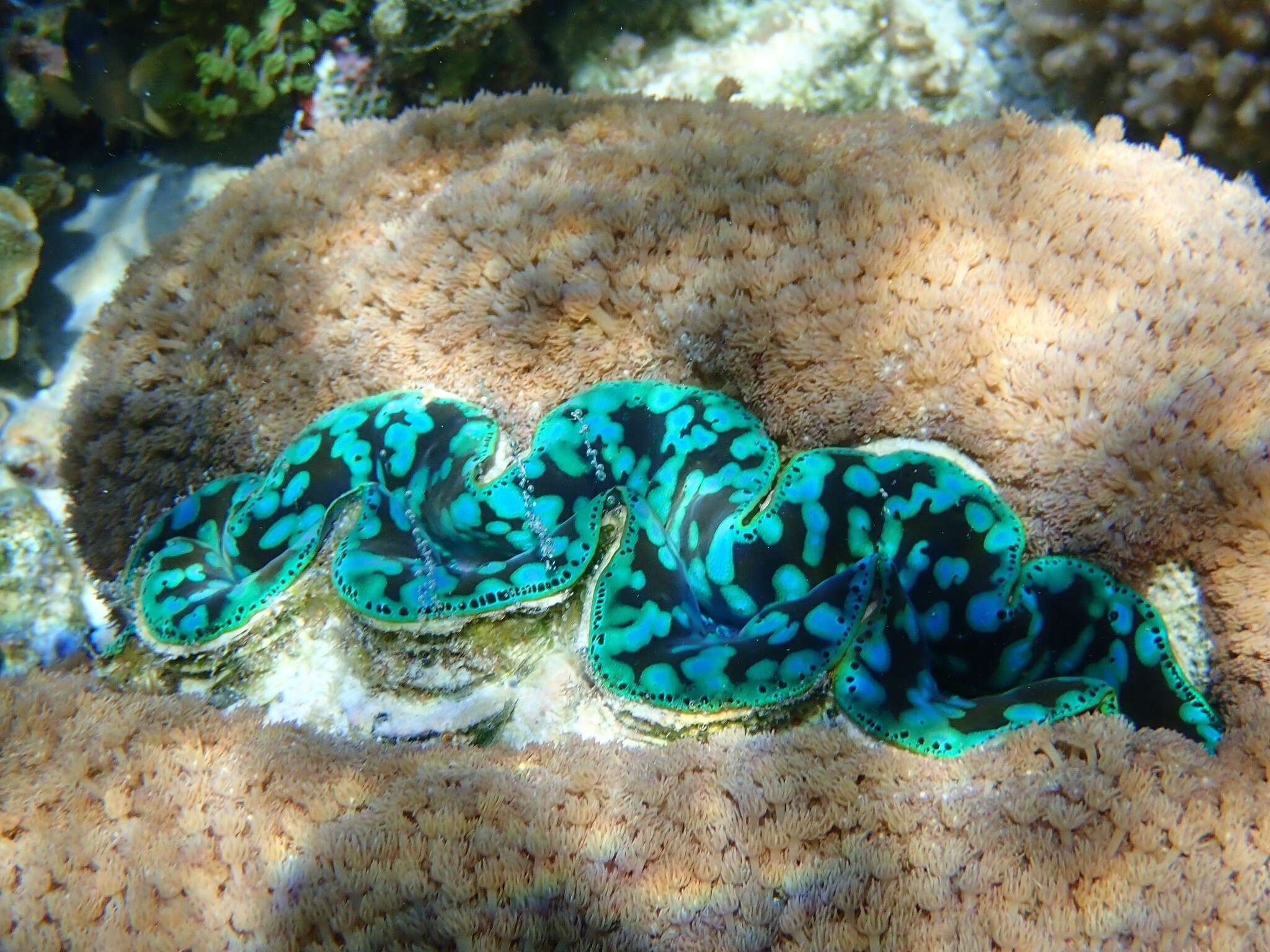 Image of Small giant clam