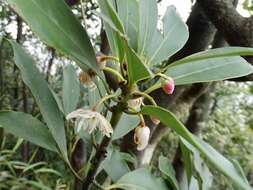 Image de Illicium angustisepalum A. C. Sm.