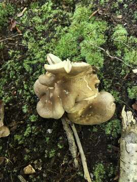 Image of Lactarius gerardii Peck 1873