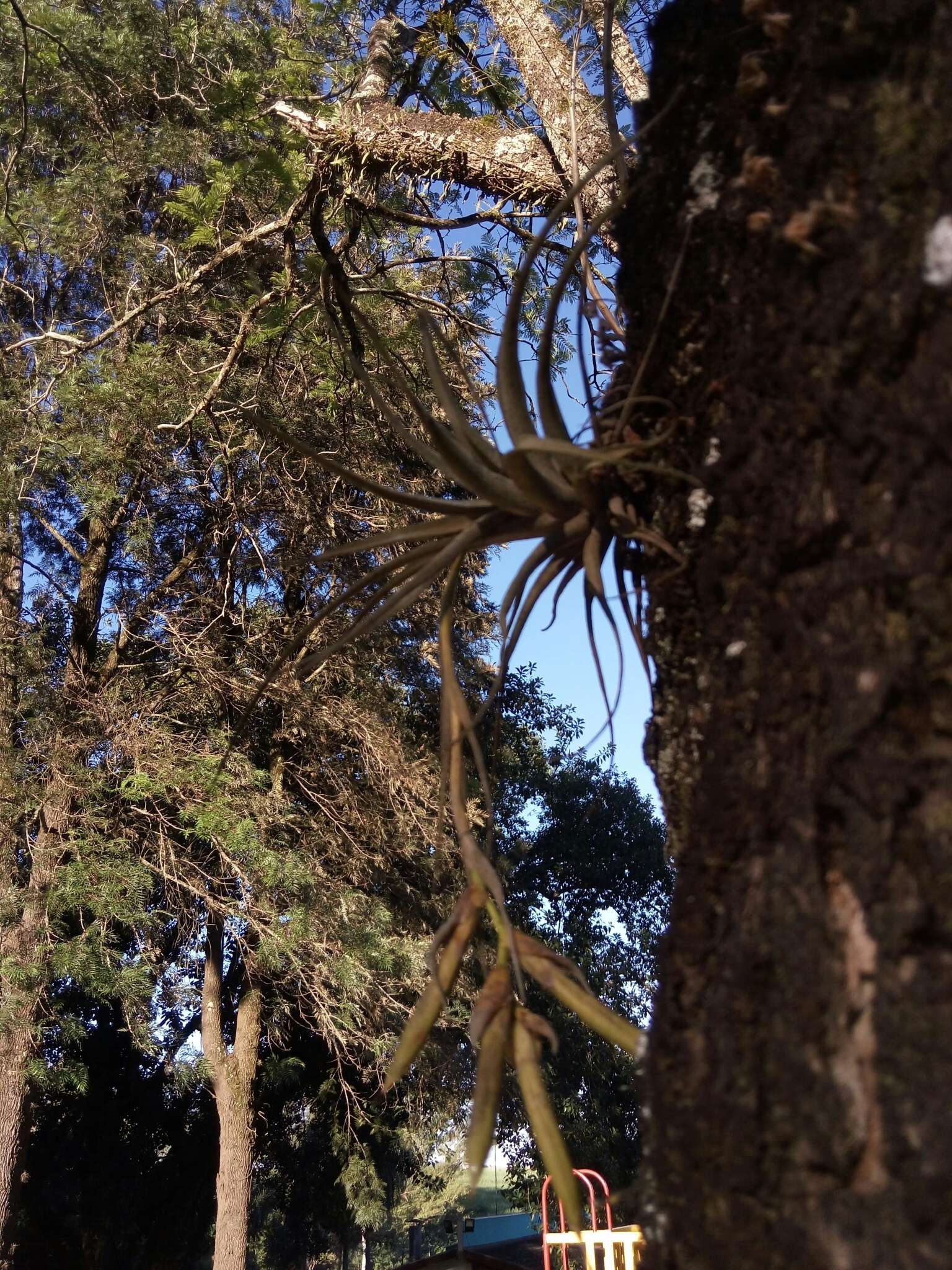 Image of Tillandsia pohliana Mez