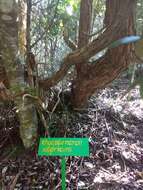 Image of Rhododendron arboreum subsp. nilagiricum (Zenker) Tagg