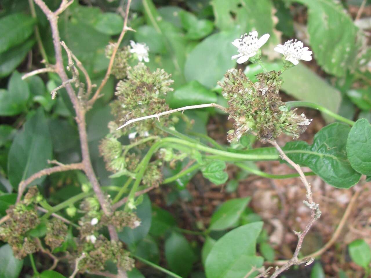 Image of Texas crownbeard