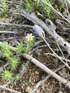 Image of mat prickly phlox