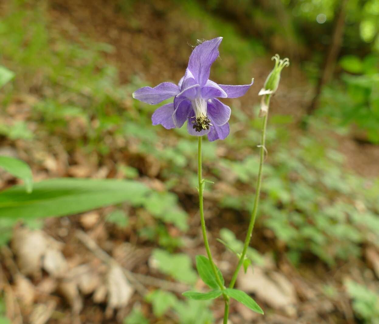 Image of Aquilegia dumeticola Jord.