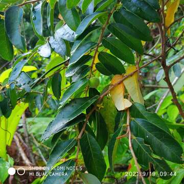 Image of Phyllanthus obscurus Roxb. ex Willd.