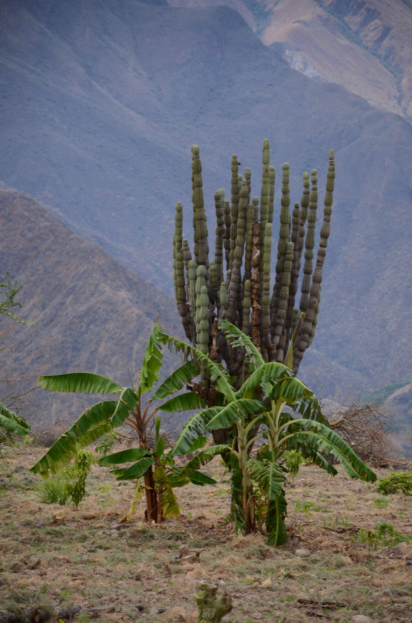 Image of Armatocereus rauhii subsp. balsasensis (F. Ritter) Ostolaza