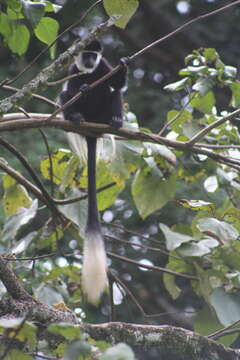 Image of Colobus guereza matschiei Neumann 1899