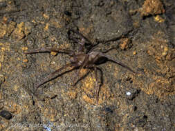 Image of Liocranoides unicolor Keyserling 1881