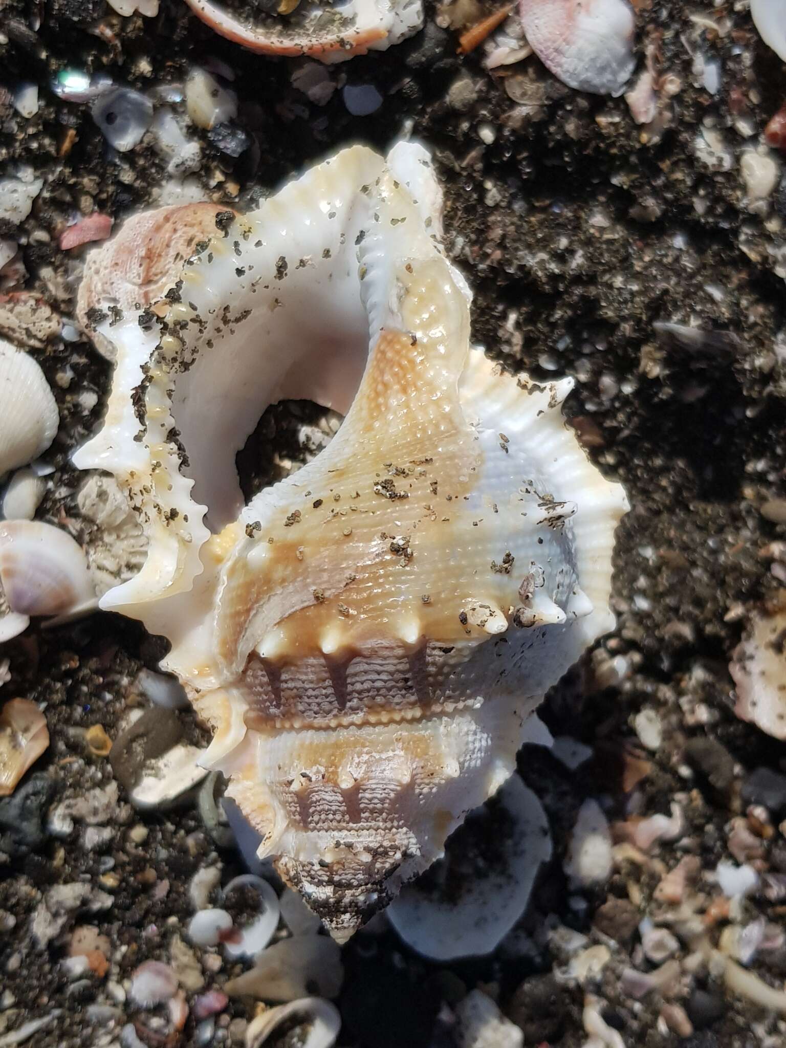 Image of frilled frogsnail