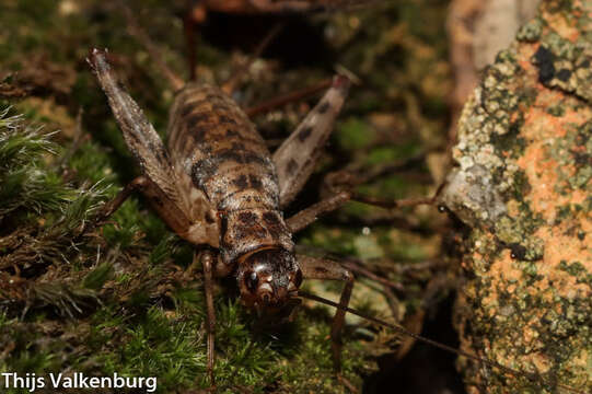 Image of Petaloptila (Petaloptila) fermini Gorochov & Llorente del Moral 2001