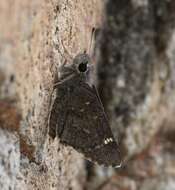 Image of Atrytonopsis ovinia Hewitson 1866