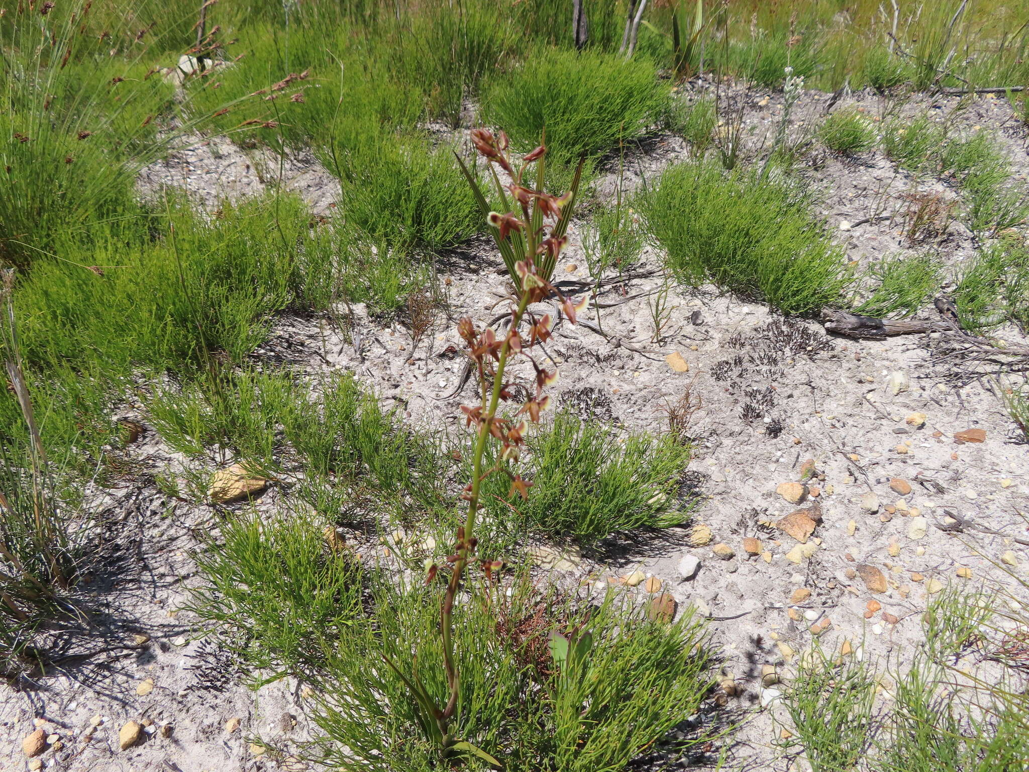 Acrolophia bolusii Rolfe的圖片