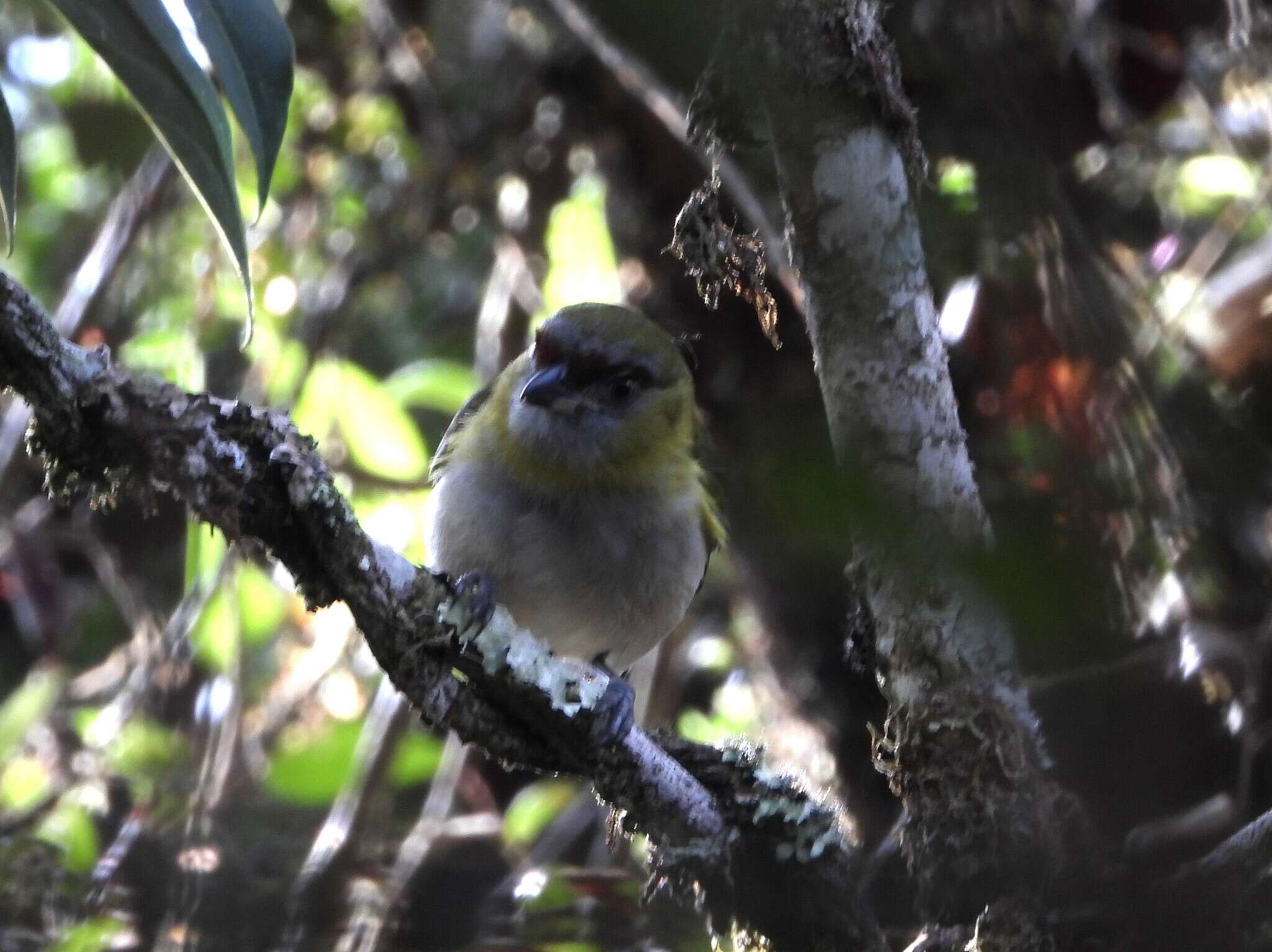 Plancia ëd Cyclarhis nigrirostris Lafresnaye 1842