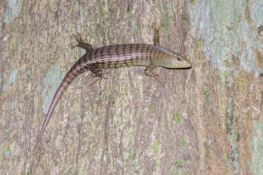 Image of Big Tree Skink