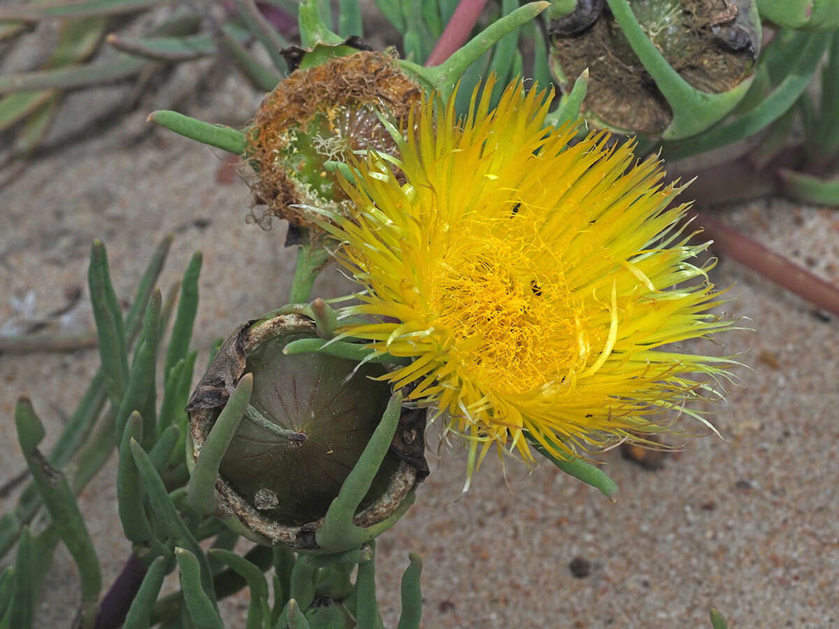 Imagem de Conicosia pugioniformis subsp. muirii (N. E. Br.) Ihlenfeldt & Gerbaulet