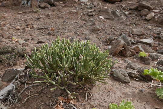 صورة Euphorbia aphylla Brouss. ex Willd.