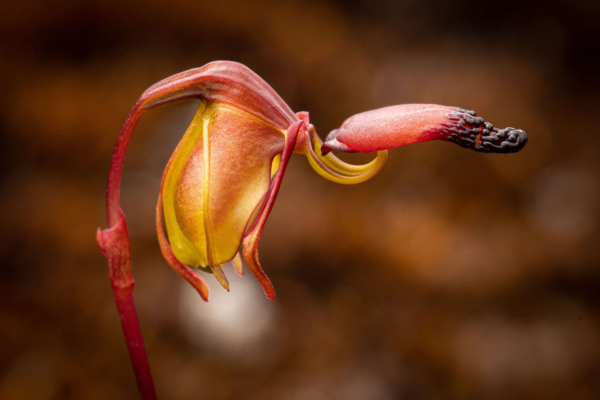 Image of Granite duck orchid