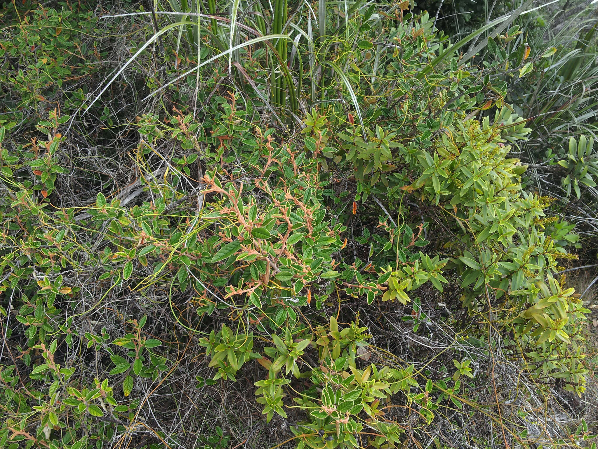 Image of Pomaderris paniculosa subsp. novaezelandiae (L. B. Moore) N. G. Walsh