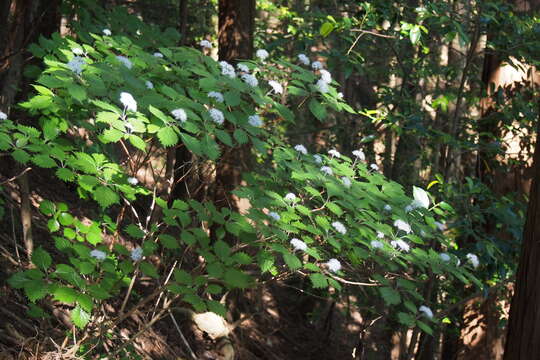 Image of Hydrangea hirta (Thunb.) Siebold