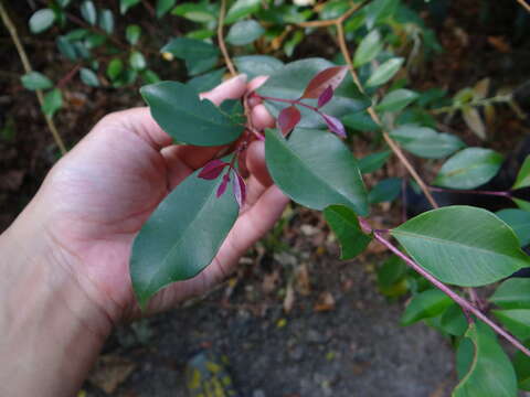 Image of Syzygium formosanum (Hayata) Mori