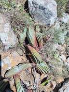 Image of Aloe suprafoliata Pole-Evans