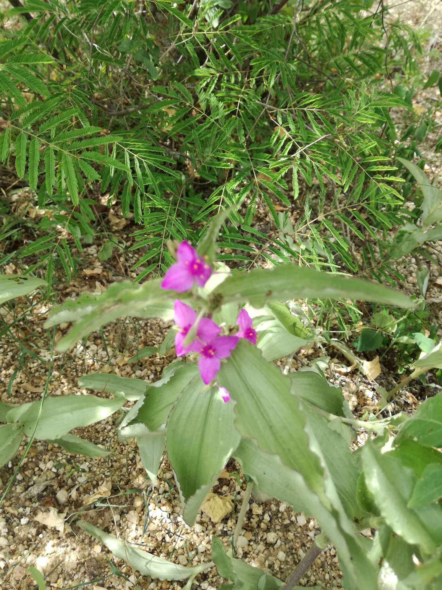 Image of Tradescantia peninsularis Brandegee