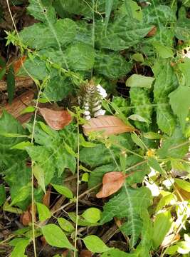 Image of Acanthus montanus (Nees) T. Anders.