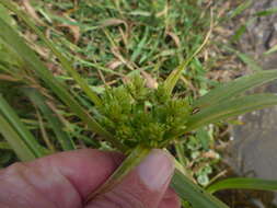 Image of Tall flatsedge