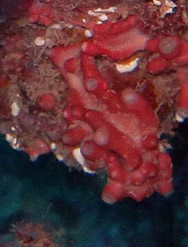Image of ferruginous sponge